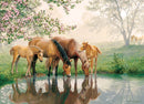 Horse Family (Family) 350pc puzzle
