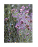 Garden Maker: Hardcover / English - Buenz Gifts