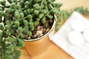 Trailing Faux Succulent in Shiny Gold Pot