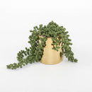 Trailing Faux Succulent in Shiny Gold Pot
