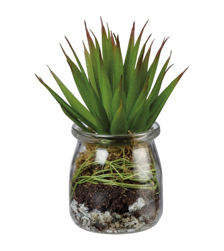 Small Jar Succulent
