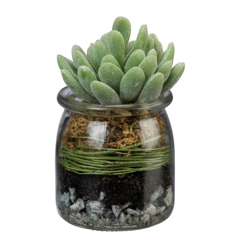 Small Jar Succulent
