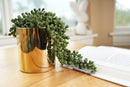 Trailing Faux Succulent in Shiny Gold Pot